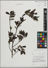Foto von Salix mielichhoferi Saut.